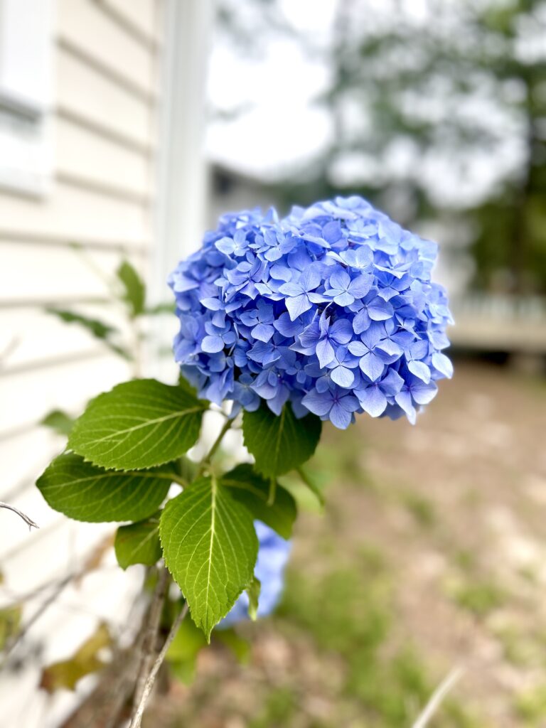blue hydrangea