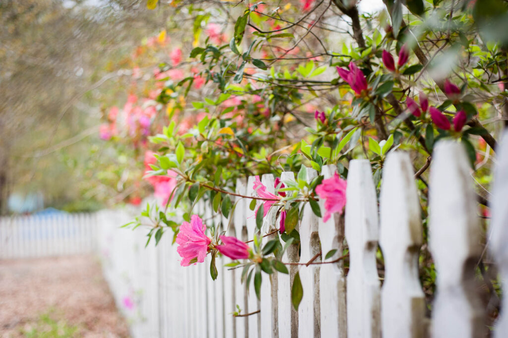 white picket fence with pink azaleas