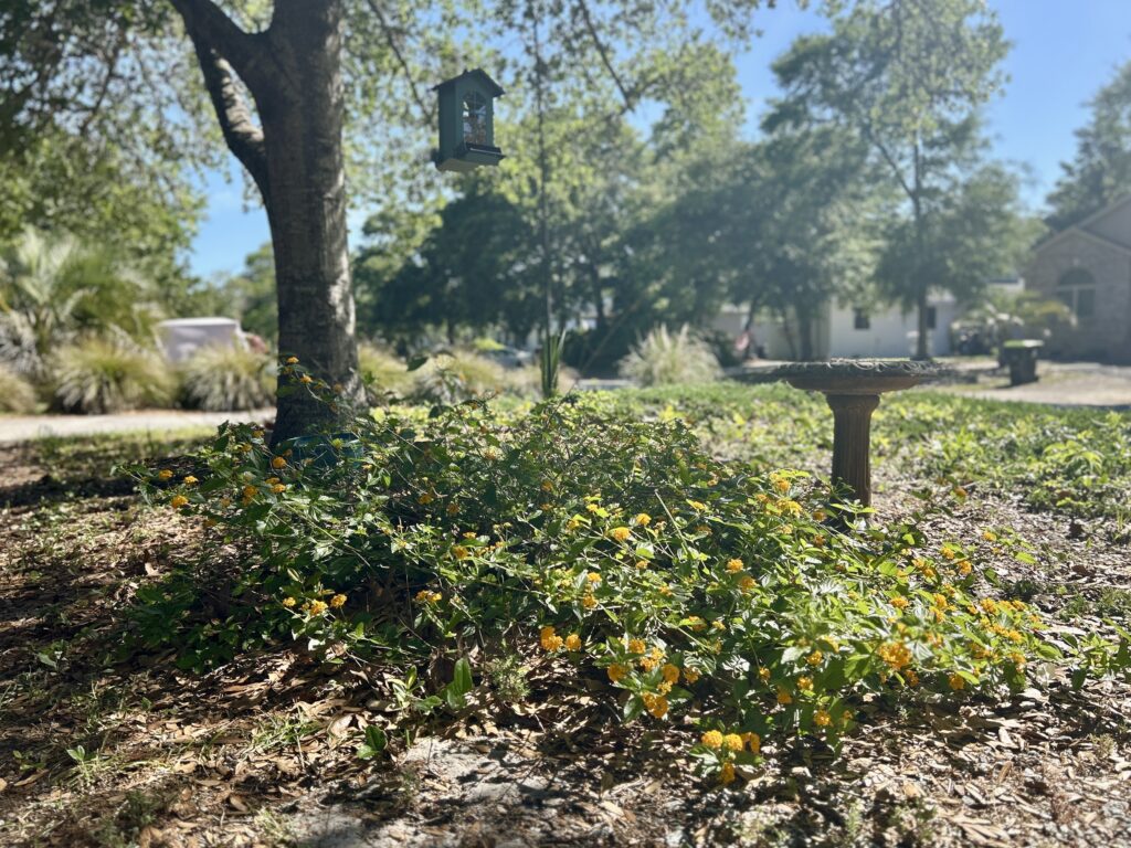 yellow lantana with birdbath and bird feeder