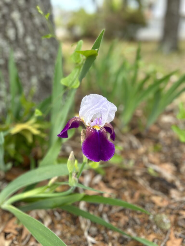 two tone purple iris