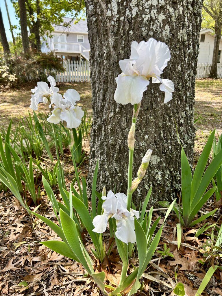 white iris blooms